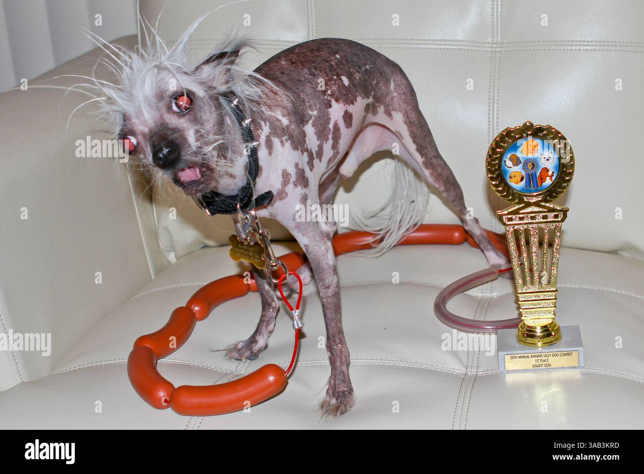 Rascal ugliest dog hi-res stock photography and images - Alamy