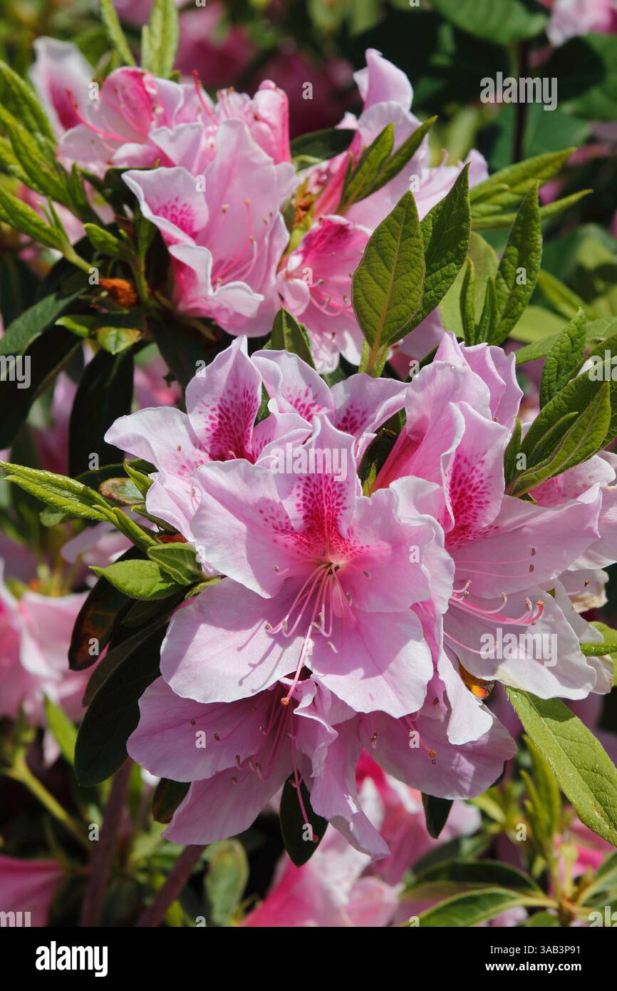 Pink rhododendron flowers in springtime hi-res stock photography and images  - Alamy