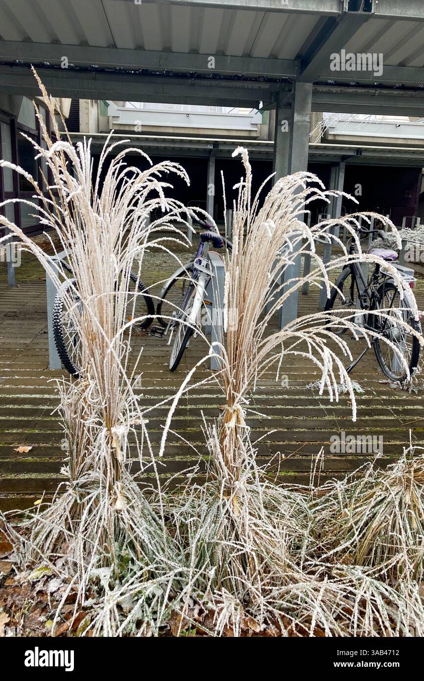 MUNICH, GERMANY - DECEMBER 2, 2024: Frosty morning in campus of Munich Garching Technical University - Smartphone Captured Stock Image