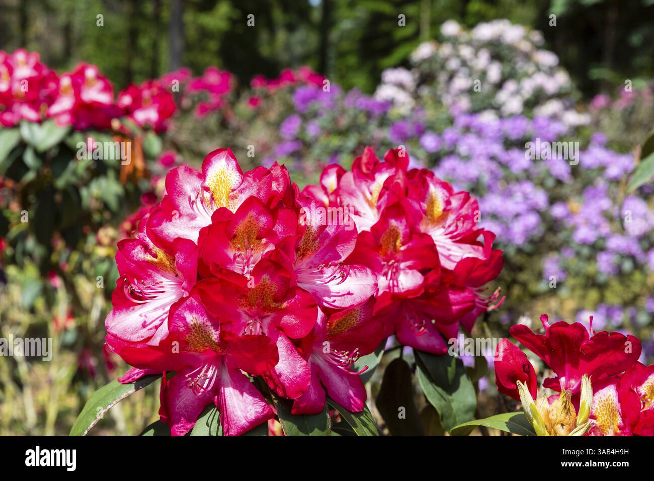 Schwepnitz hi-res stock photography and images - Alamy