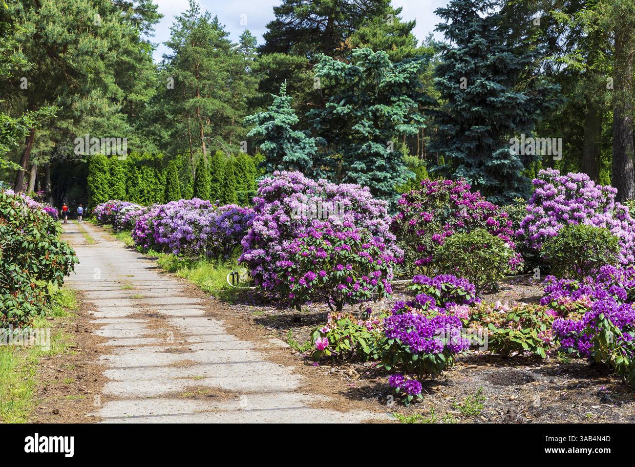 Rhododendron nursery hi-res stock photography and images - Alamy