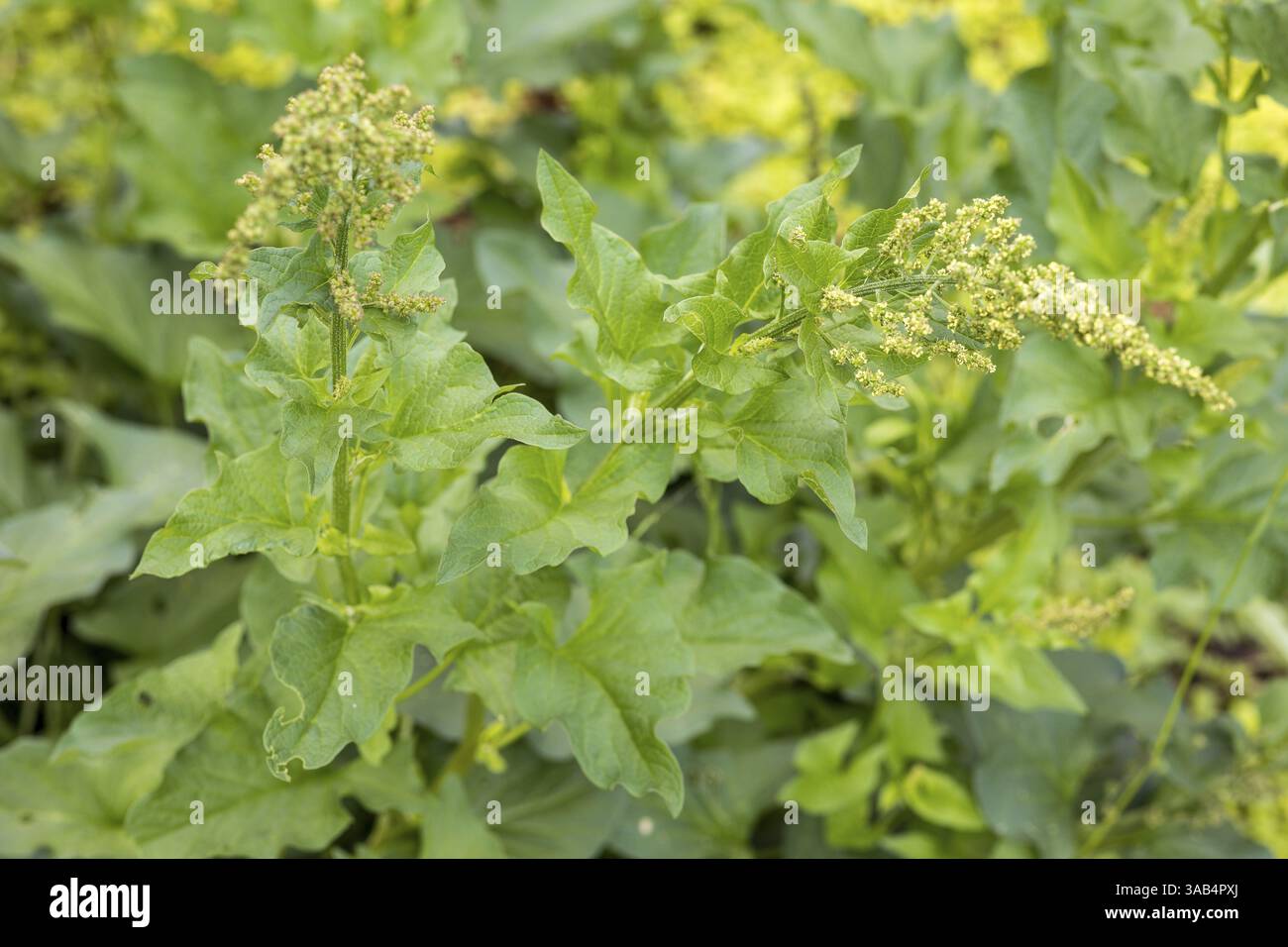 Good Henry (Blitum bonus-henricus) in the historic apothecary garden next to the ruins of the Heilig Kreuz monastery, Meissen, Saxony, Germany, Europe Stock Photo