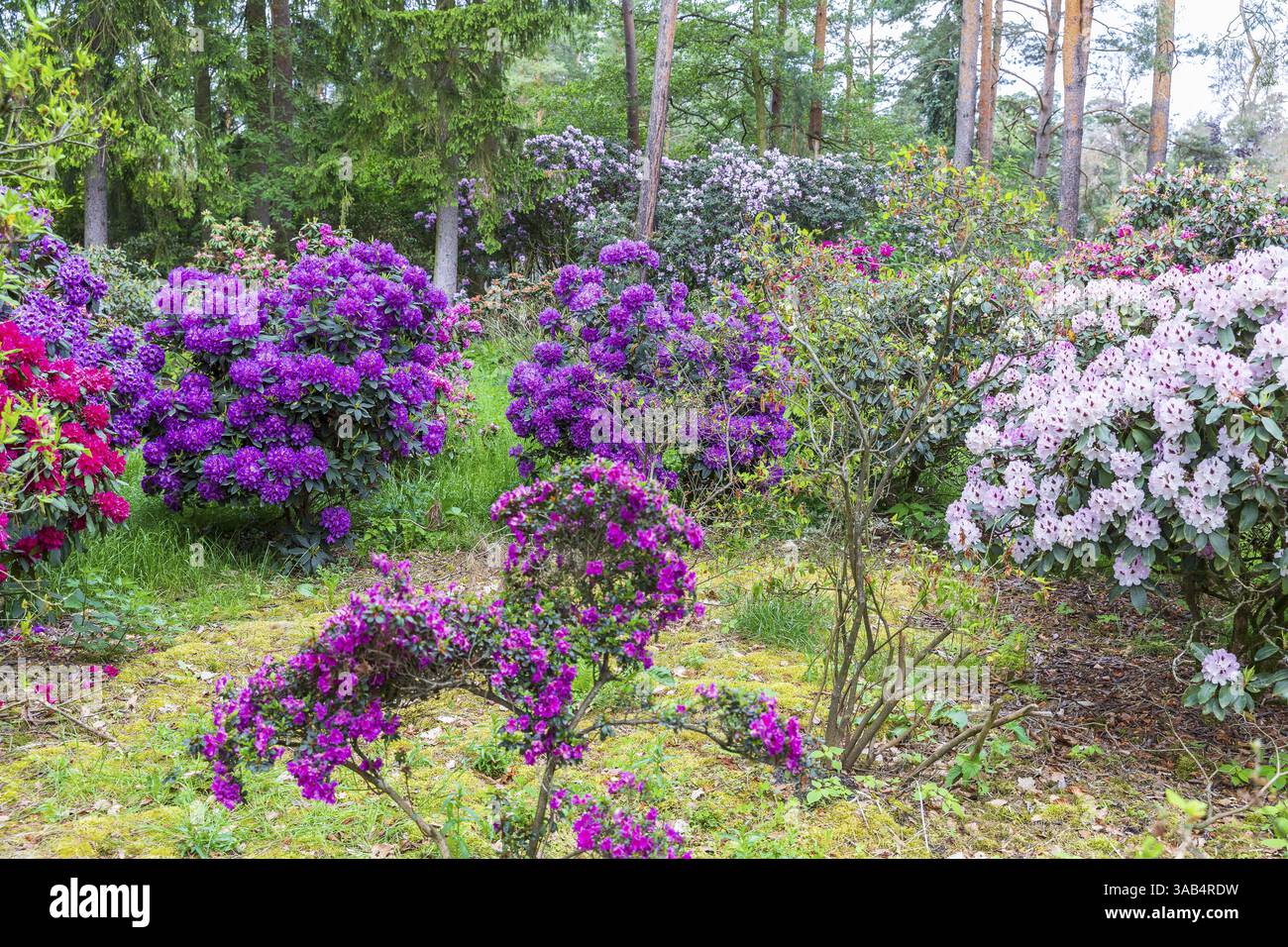 stechpalme wurzel Europische Stechpalme (Ilex aquifolium) | 175-200 cm mit Wurzelballen