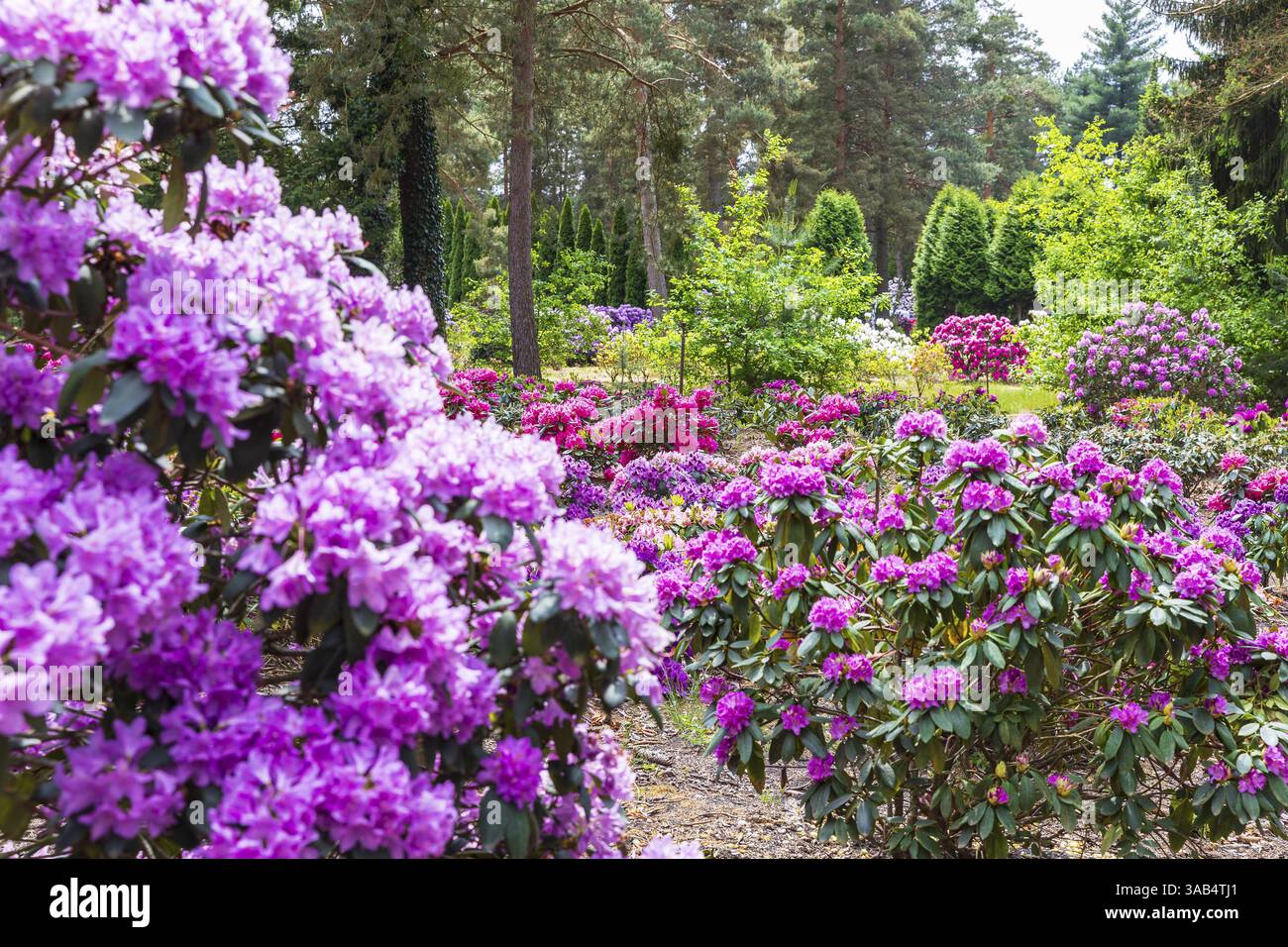 rhododendron green gift Holden Rhododendron for Sale main image 0