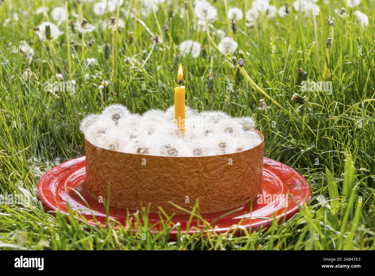 Pustekuchen, cake plate with cake ring, dandelions and candle in a meadow, visualisation of an idiom, Germany, Europe Stock Photo