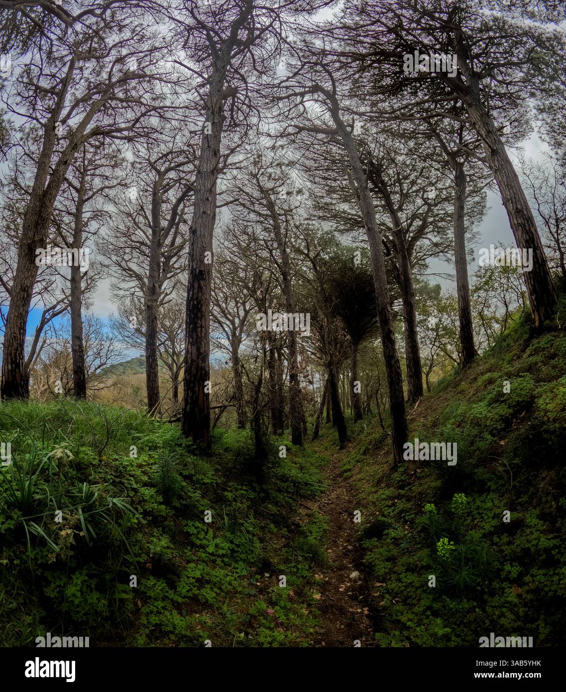 Close-up view of a suggestive path on the Peloritani Mountains in Sicily Stock Photo