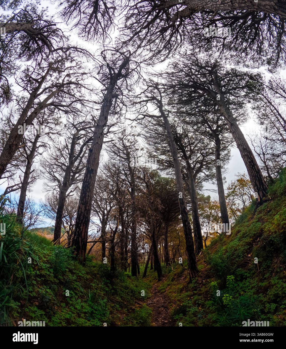 Close-up view of a suggestive path on the Peloritani Mountains in Sicily Stock Photo