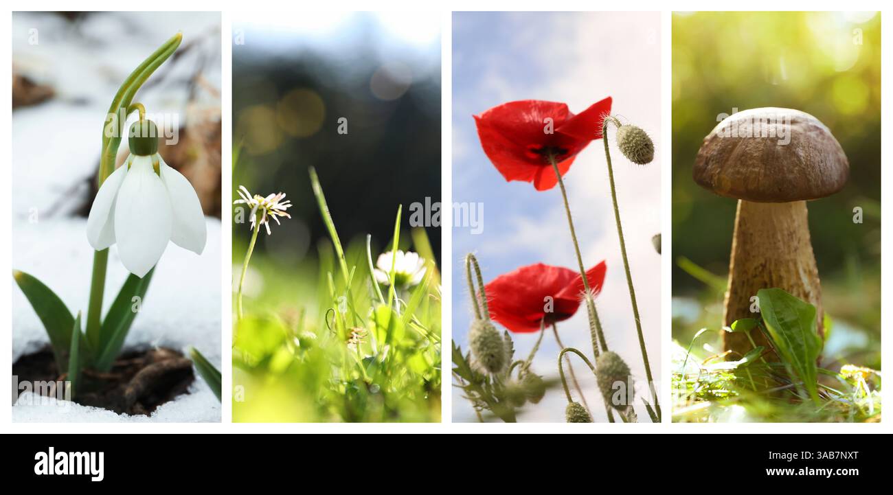 Four seasons of year. Collage with pictures of nature in winter, summer ...