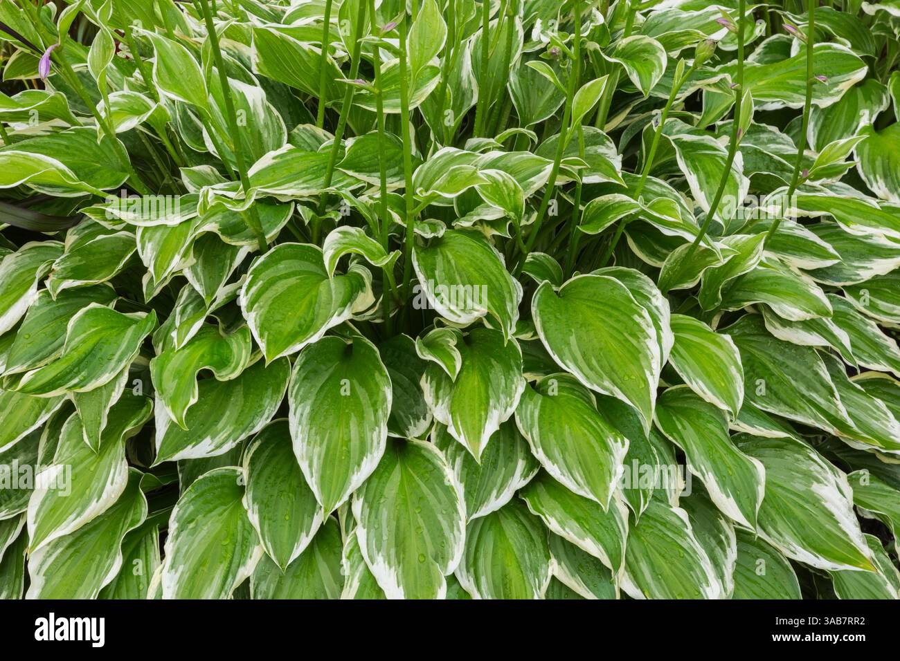 Hosta 'Shade Fanfare' in summer. Stock Photo