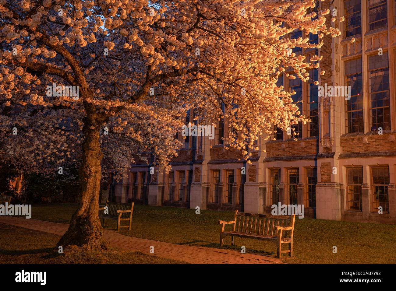WA28245-00...WASHINGTON - Ancient cherry tree in bloom during the predawn hour located along The Quad at the University of Washington in Seattle, Stock Photo