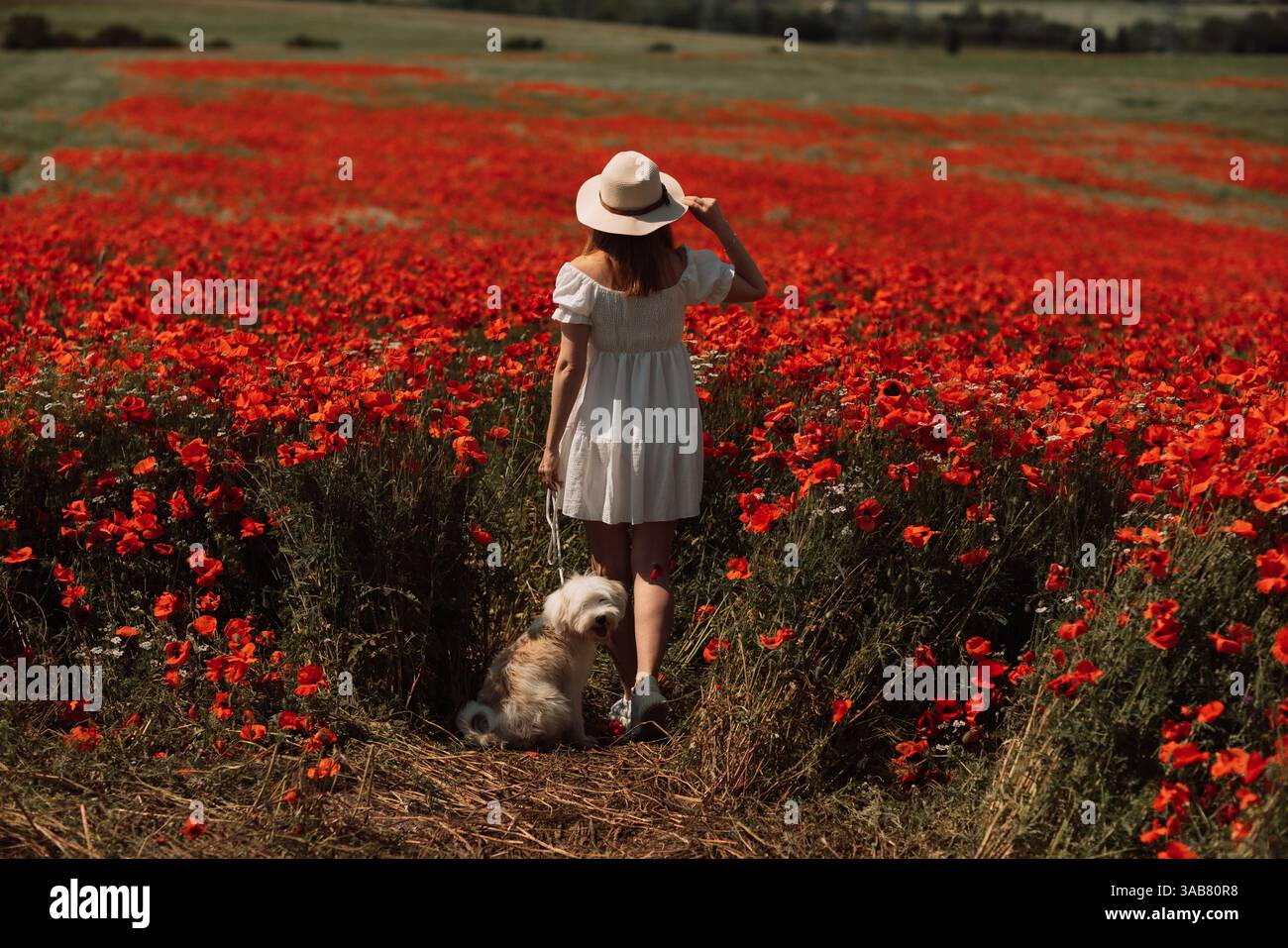 Field of poppies woman dog. Happy woman in a white dress and hat stand ...