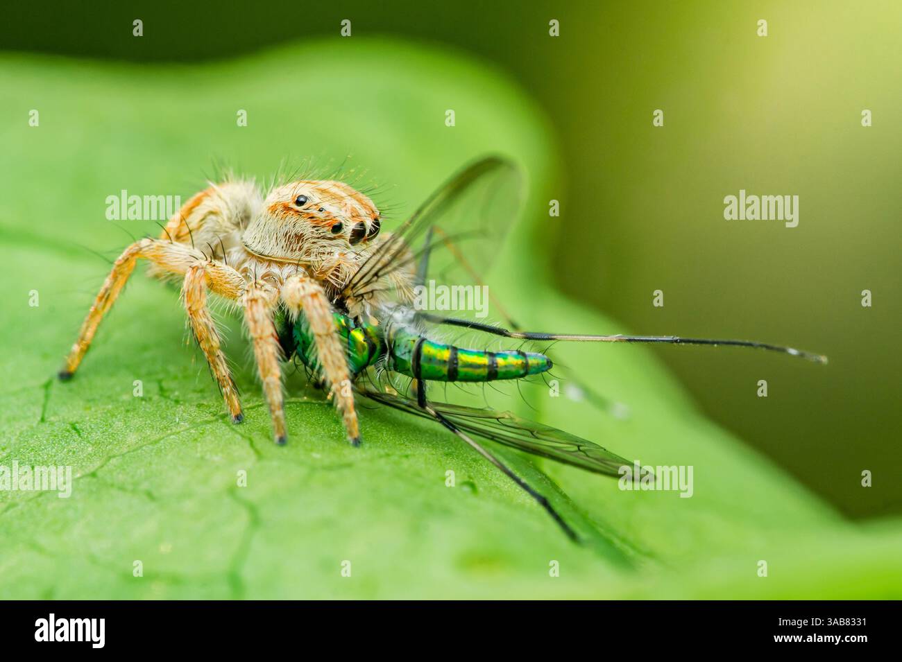 Macro photography of a jumping spider catching and eating a long-legged ...