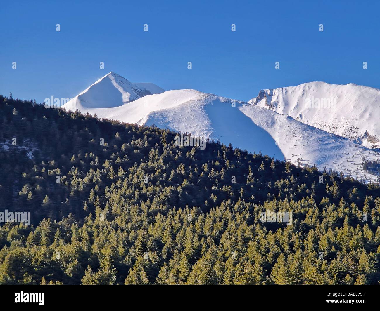 Mountains peaks at the horizon as seen behind the evergreen fir forest - Smartphone Captured Stock Image