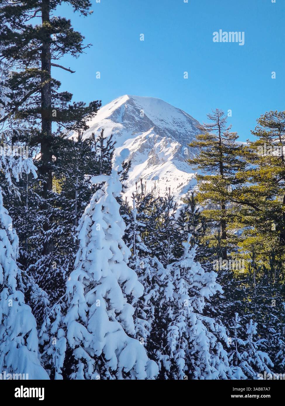 Snowy mountains peaks as seen through the evergreen coniferous forest - Smartphone Captured Stock Image