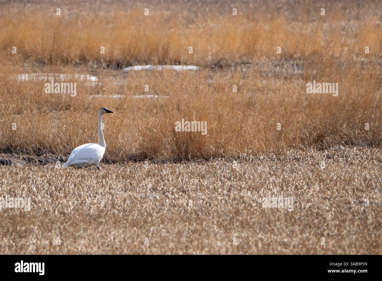 Alaska s Natural Treasure: Wildlife Feast at Potter Marsh Anchorage ...