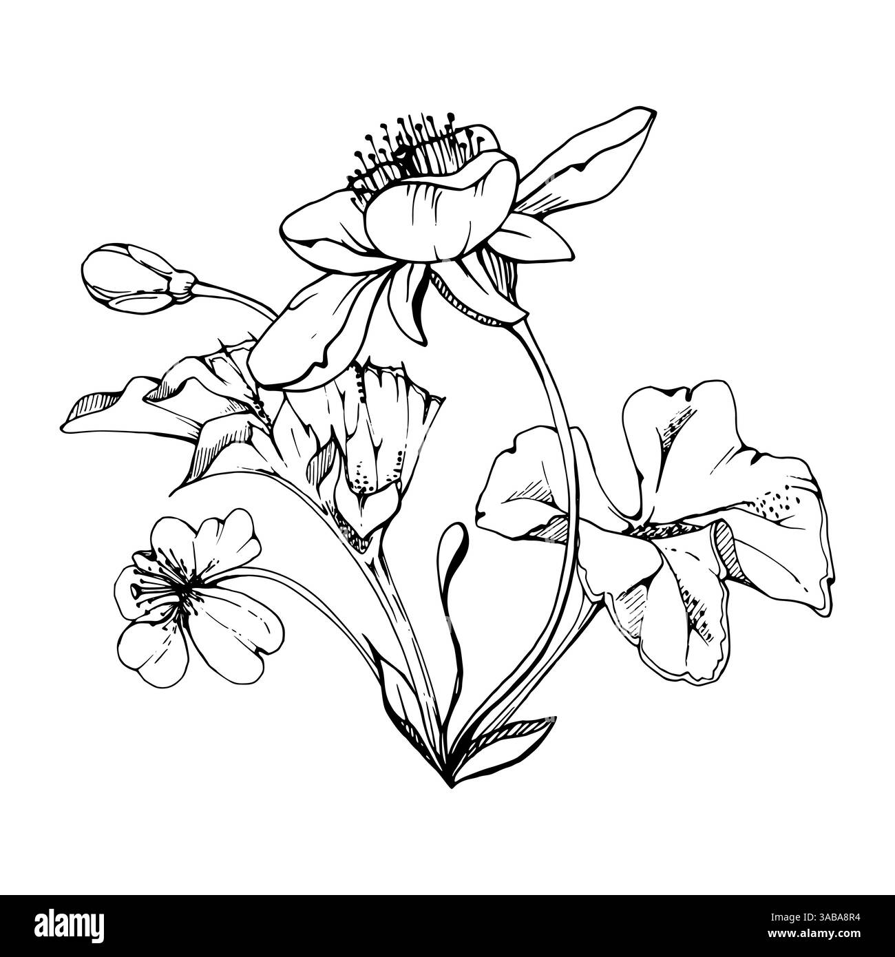 Primrose flower on spring Black and White Stock Photos & Images - Alamy
