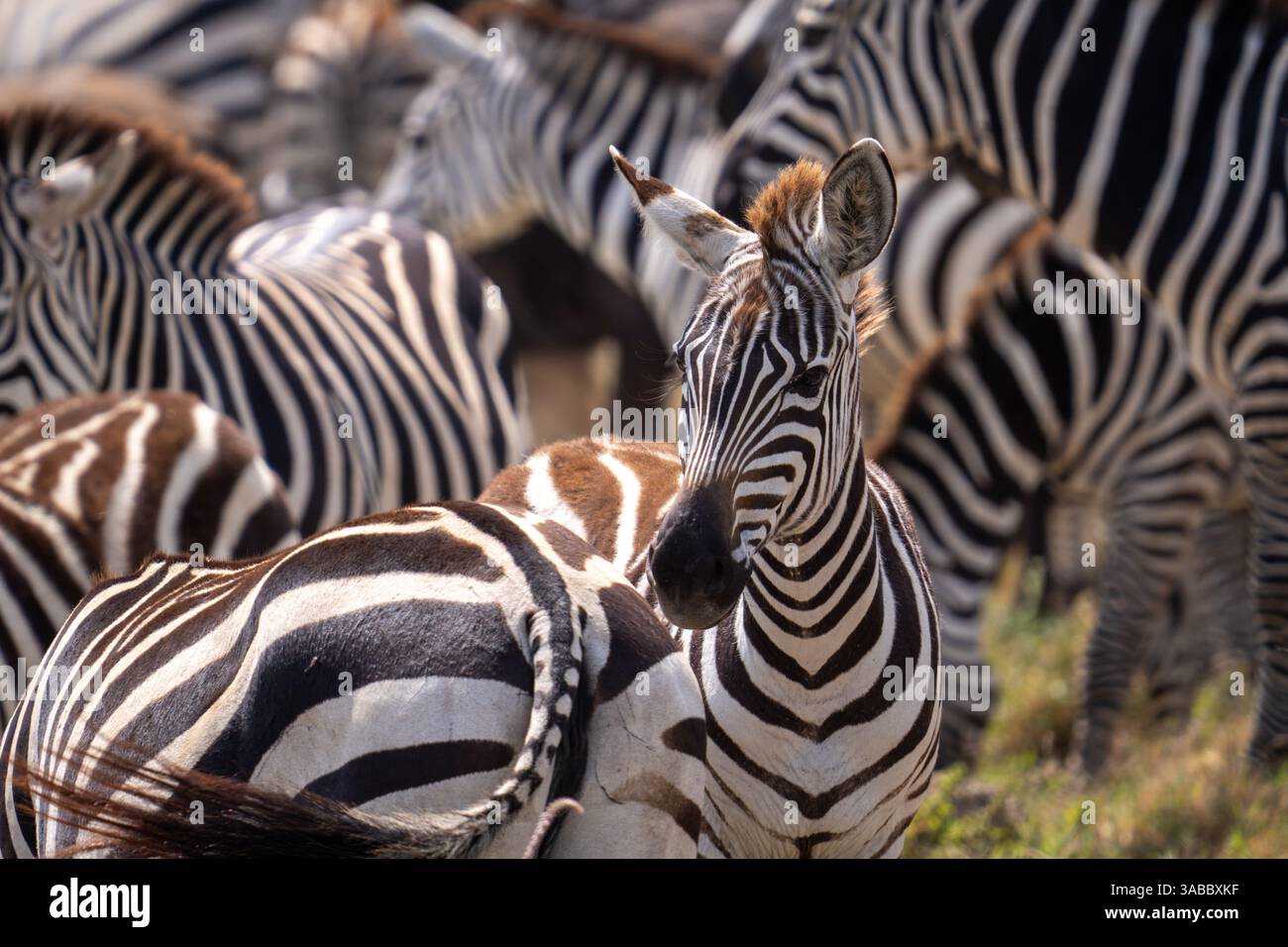 Herd Of Plains Zebras Equus Quagga in Grassy Savanna Serengeti herd-of-plains-zebras-equus-quagga-in-grassy-savanna-serengeti