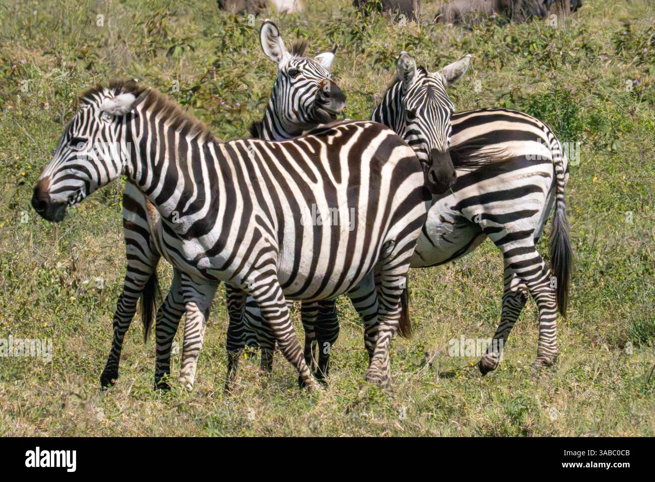 Africa sunset plains zebra hi-res stock photography and images - Alamy