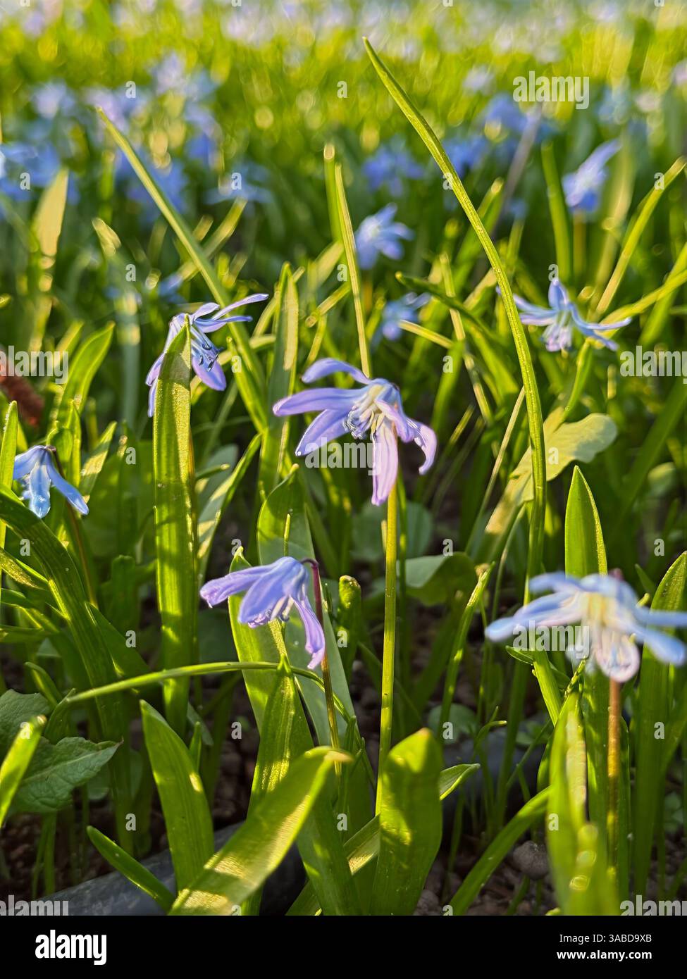 Close-up delicate blue flowers blooming in lush green meadow under soft sunlight. Perfect for nature-inspired designs, springtime concepts, floral bac - Smartphone Captured Stock Image