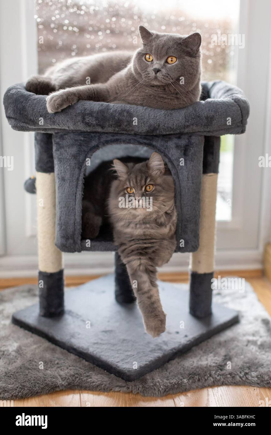 Fluffy grey british longhair kitten and a blue british shorthair cat relaxing on a cat tower in a living room on a rainy day Stock Photo