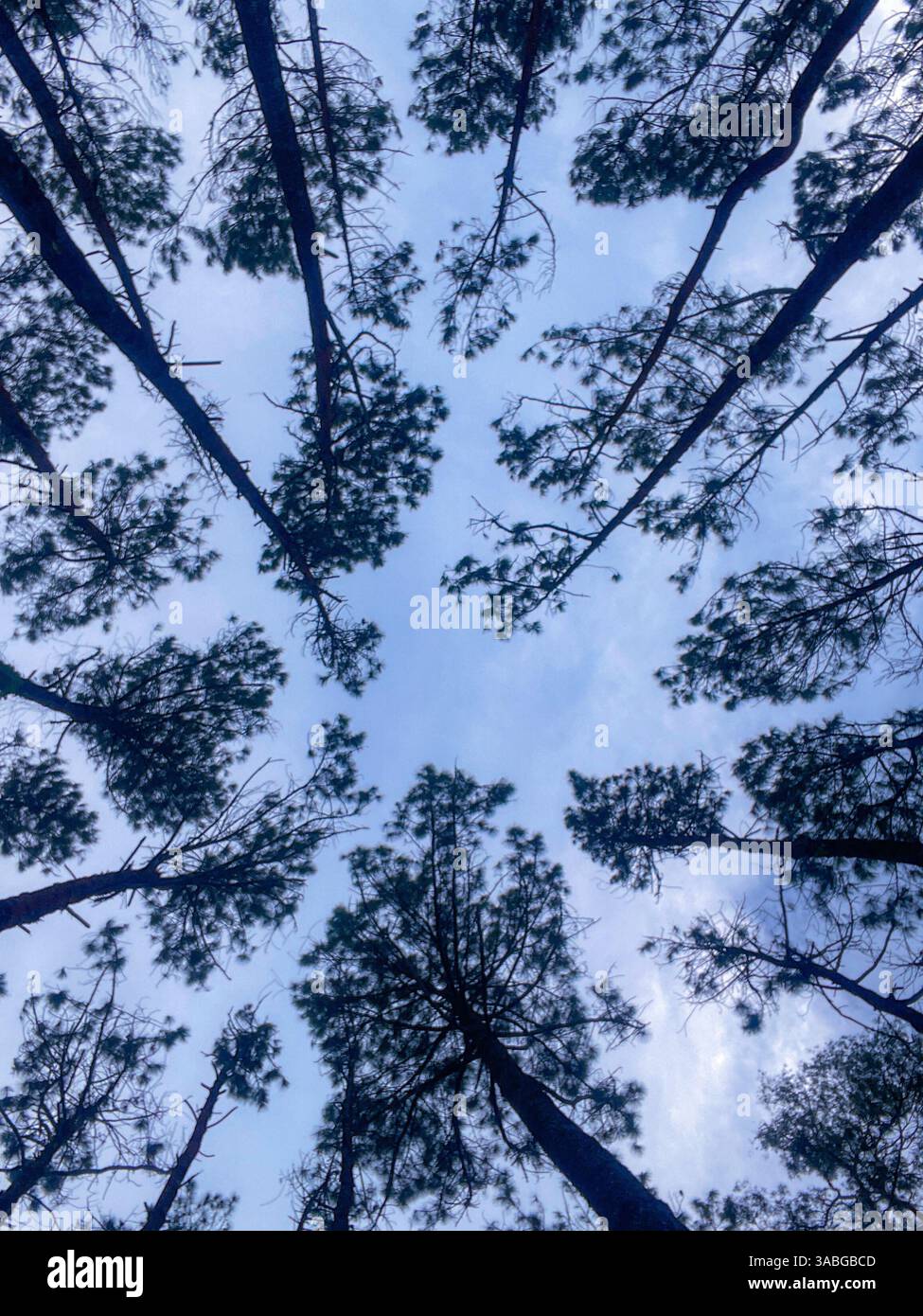 pines forest trees captured from ground level against blue sky - Smartphone Captured Stock Image pines forest trees captured from ground level against blue sky - Smartphone Captured Stock Image