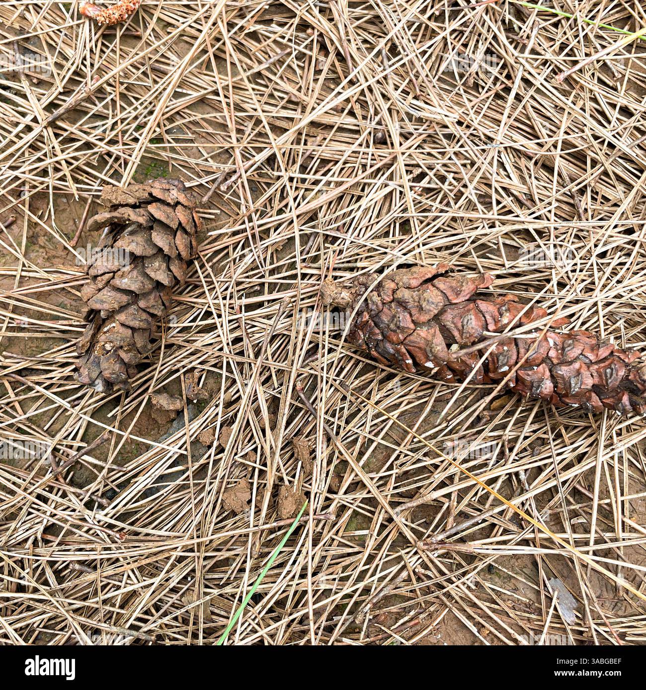 brown pine cone lies on a dried branch on the forest floor in a pine tree forest - Smartphone Captured Stock Image