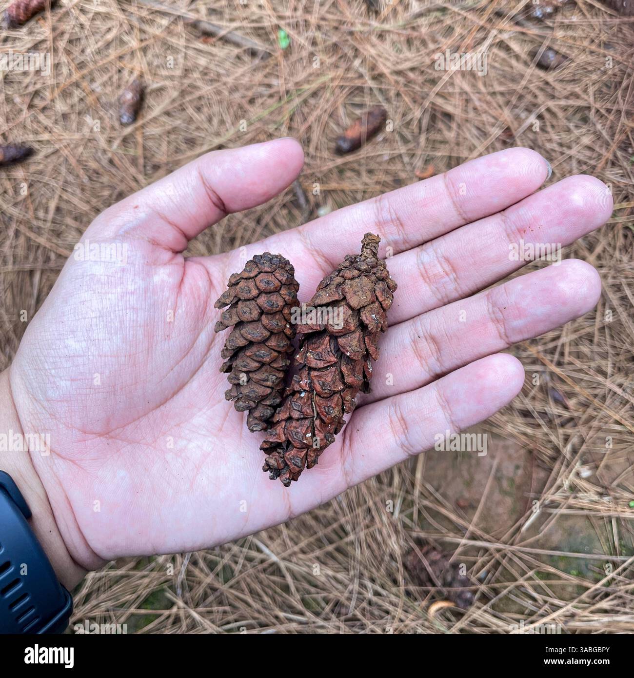 a hand holding two brown pine cone tree in a pine tree forest Stock Photo