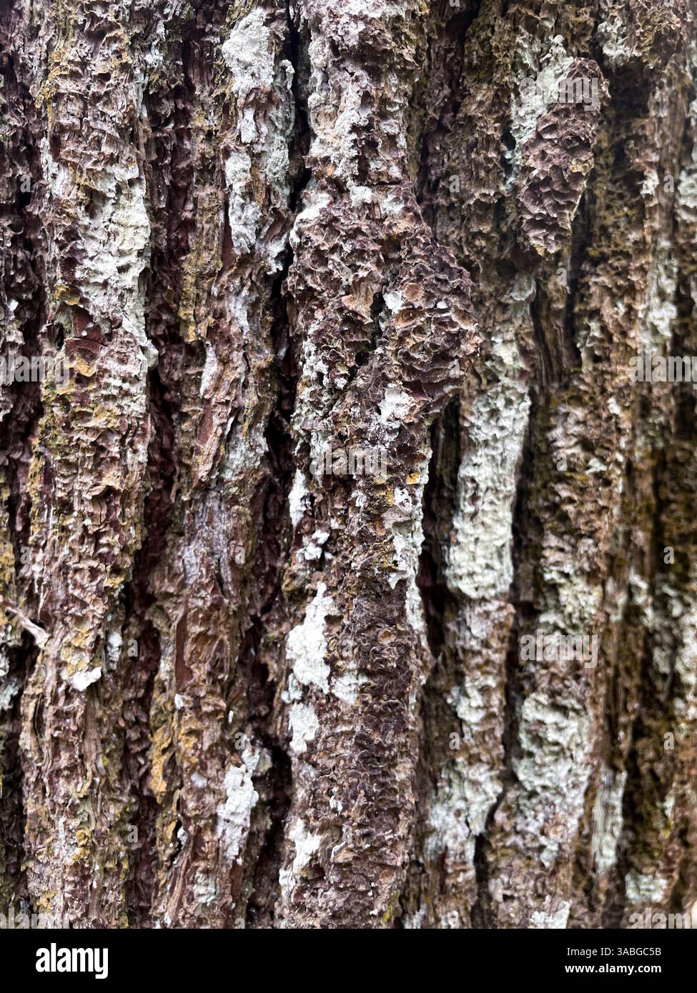 Close up view of a pine tree trunk used as a texture background - Smartphone Captured Stock Image