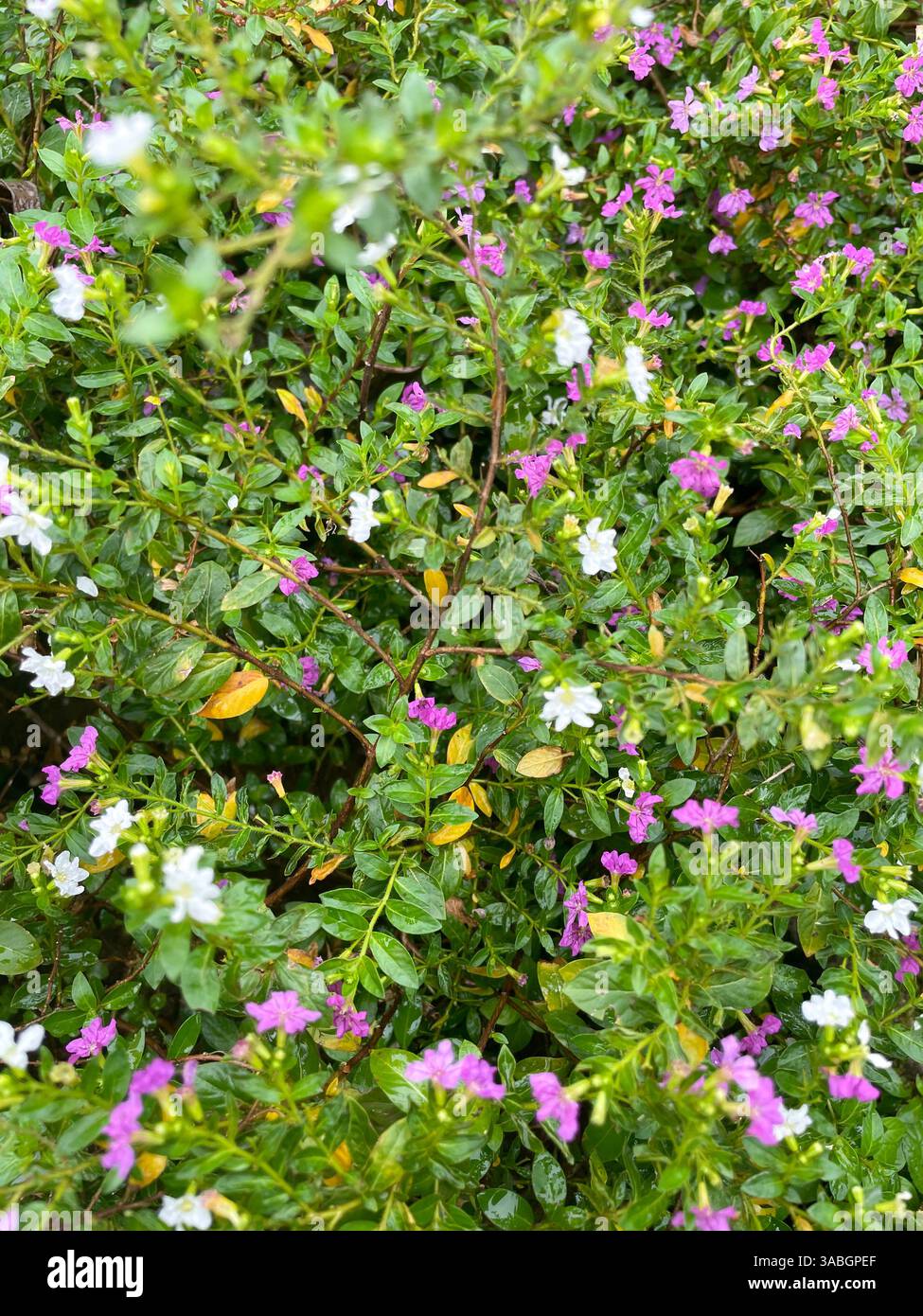 Cuphea hyssopifolia background with purple and white flowers blooming after rain - Smartphone Captured Stock Image