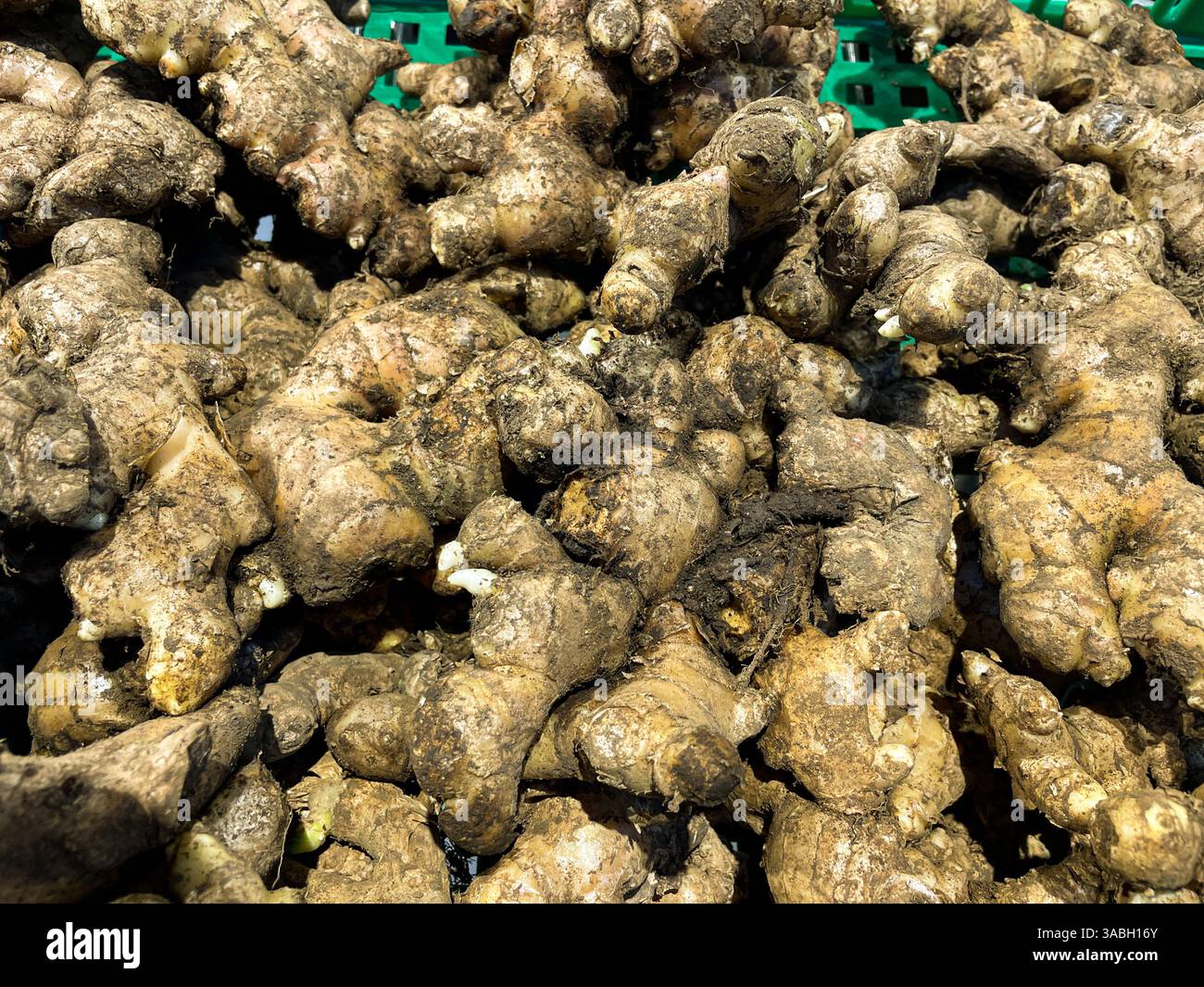 Texture of fresh ginger roots as food background - Smartphone Captured Stock Image