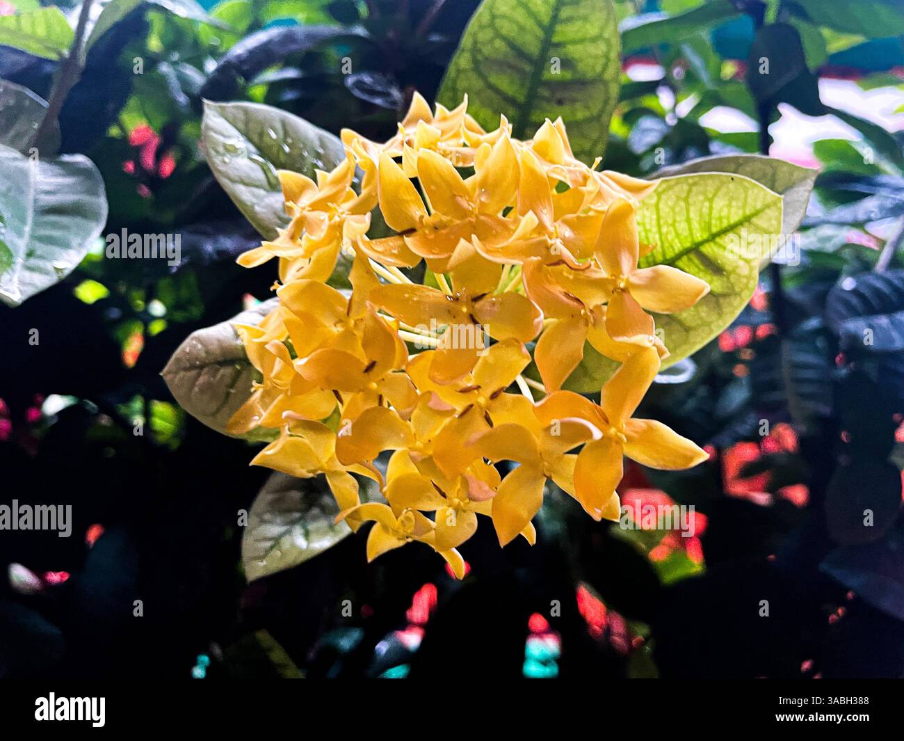 Close-up of a beautiful yellow ixora flower with raindrops with blurred backgorund - Smartphone Captured Stock Image