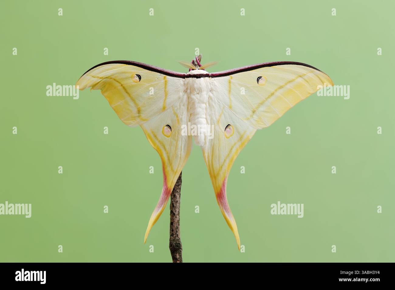 Indian Moon Moth or Indian Luna Moth (Actias selene), male | Indischer ...