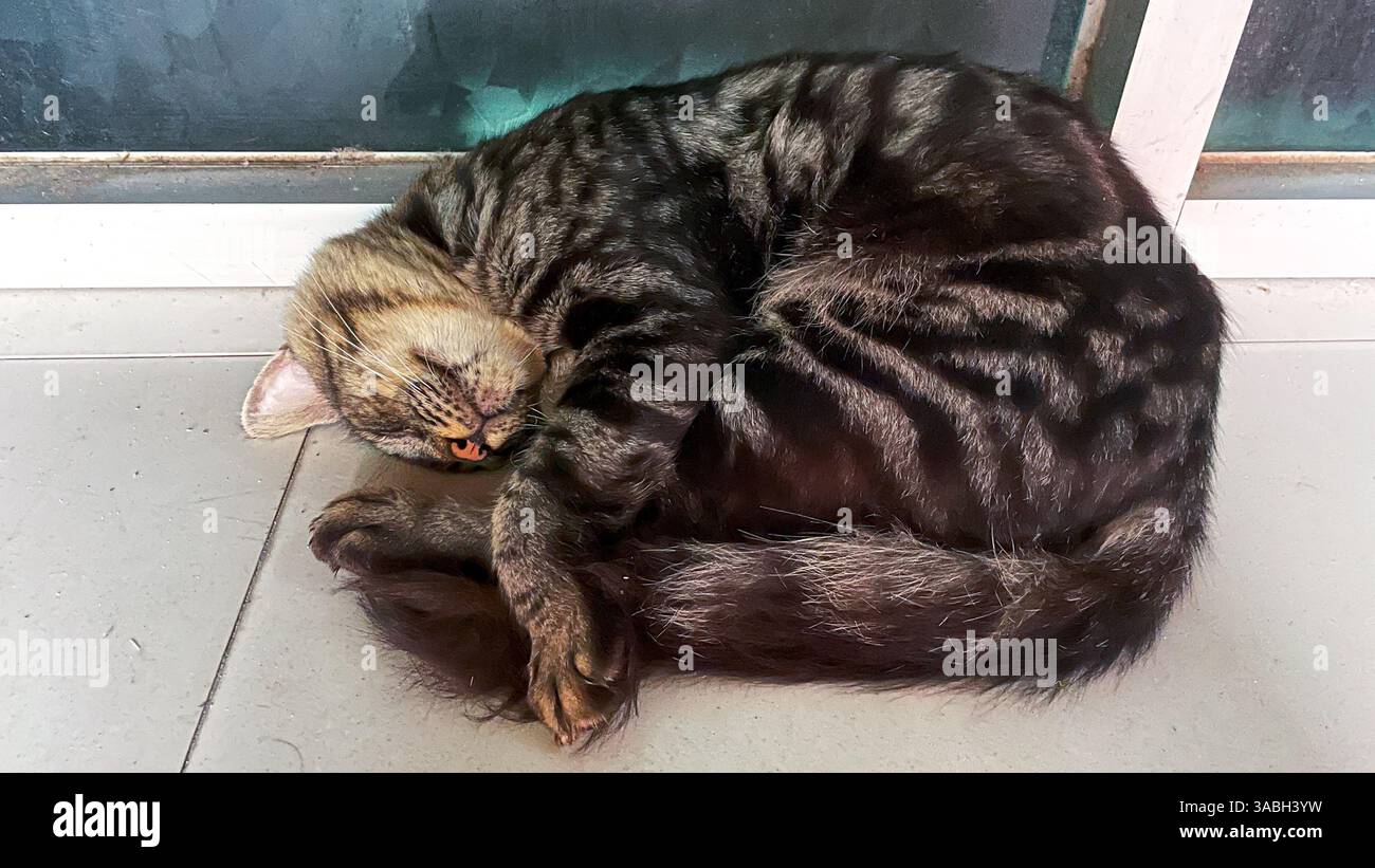 photo of a black and gray striped stray cat sleeping in a curled pose hugging its body - Smartphone Captured Stock Image