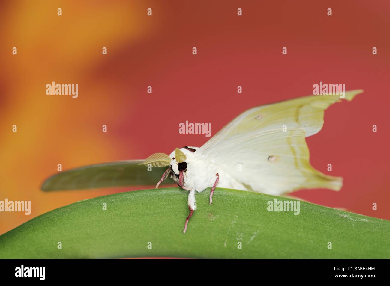 Indian Moon Moth or Indian Luna Moth (Actias selene), male | Indischer ...