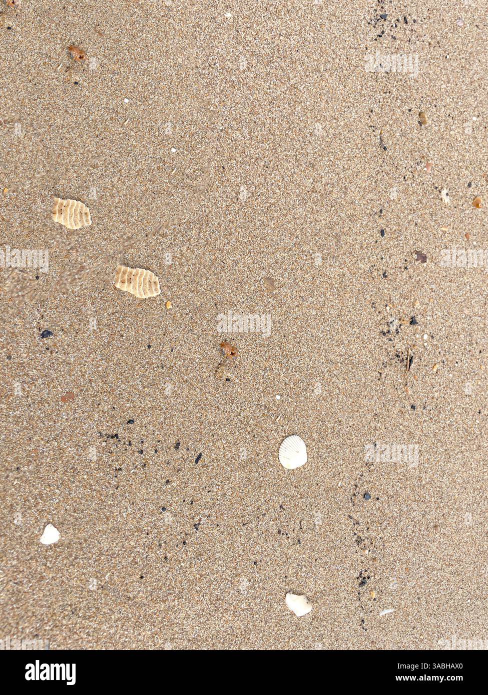 seashells on sand beach background textures Stock Photo
