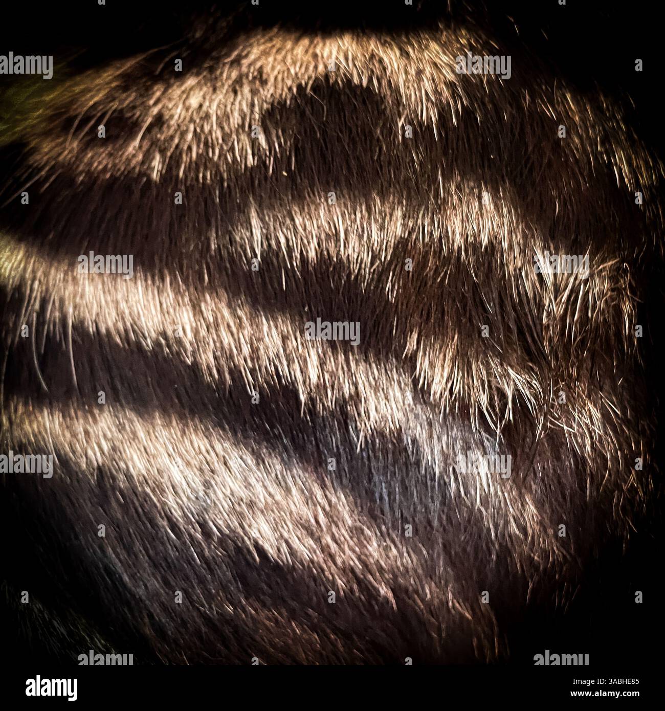 Cat fur texture background. Black and Ginger cat fur texture. - Smartphone Captured Stock Image