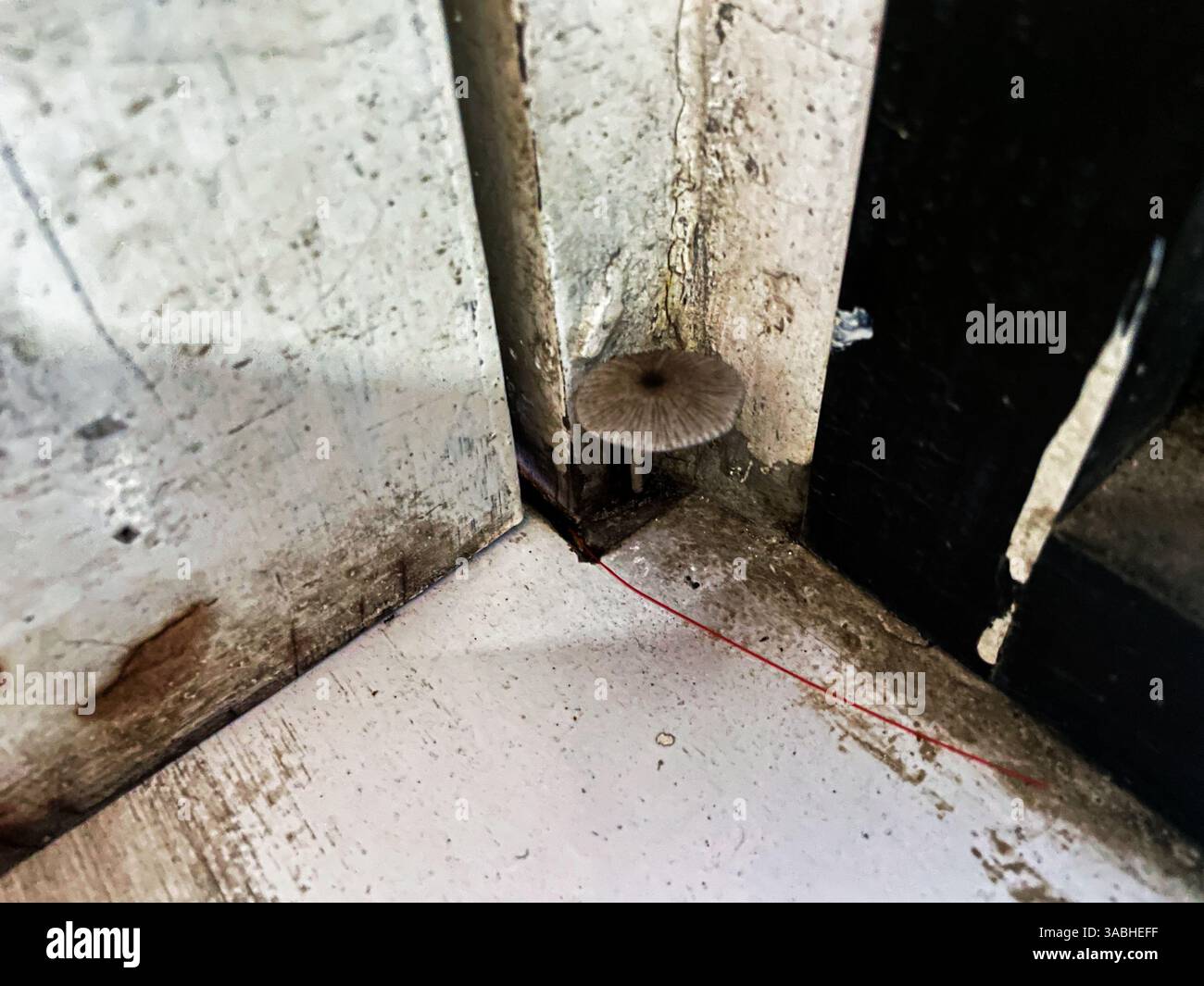 pleated inkcap mushroom grows on corner of dirty room - Smartphone Captured Stock Image