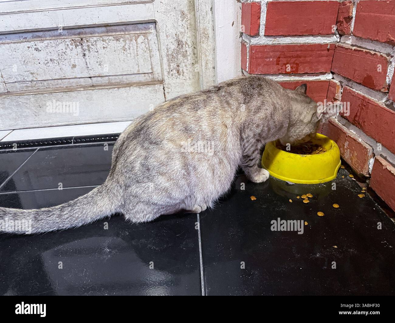 Stray cat eating dry cat food outside the building - Smartphone Captured Stock Image