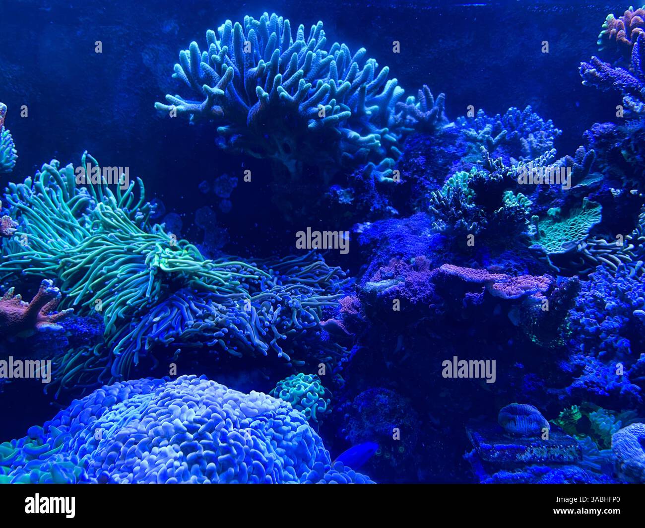 coral and anemone inside coral reef aquarium tank with fishes - Smartphone Captured Stock Image