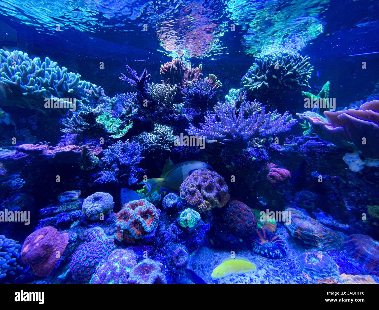 coral and anemone inside coral reef aquarium tank with fishes - Smartphone Captured Stock Image