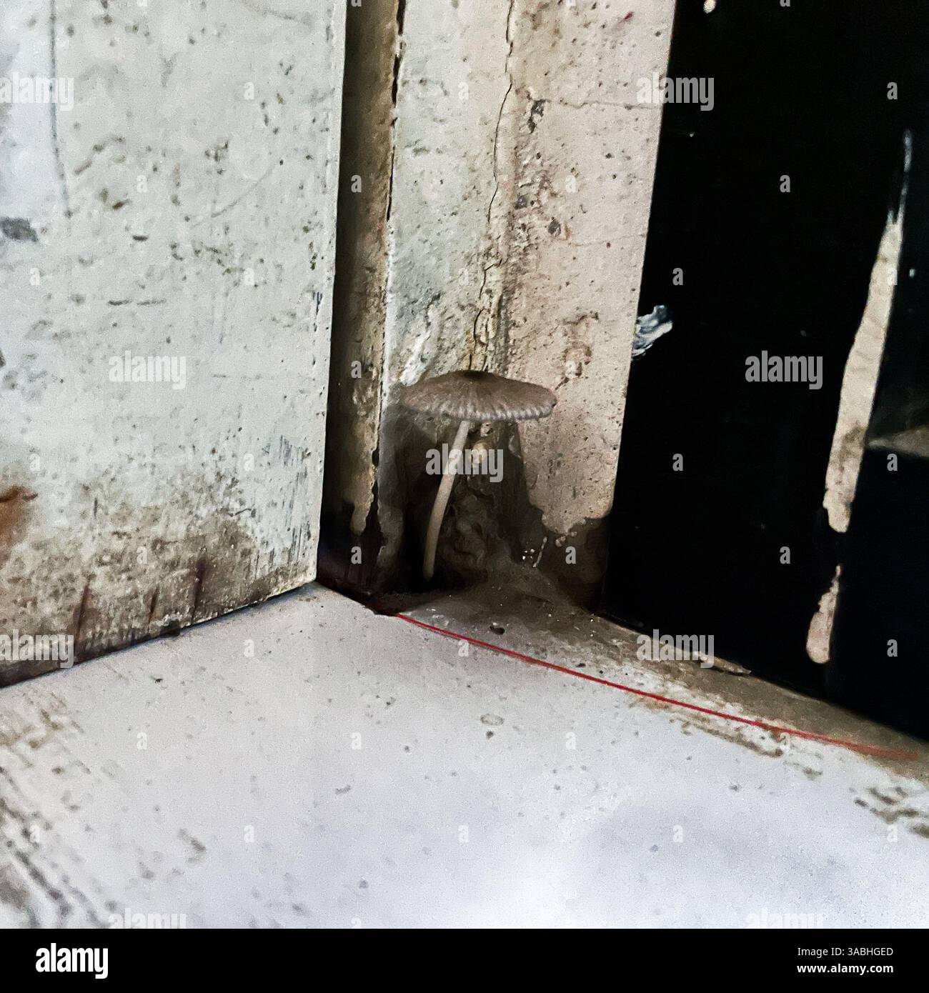 pleated inkcap mushroom grows on corner of dirty room - Smartphone Captured Stock Image