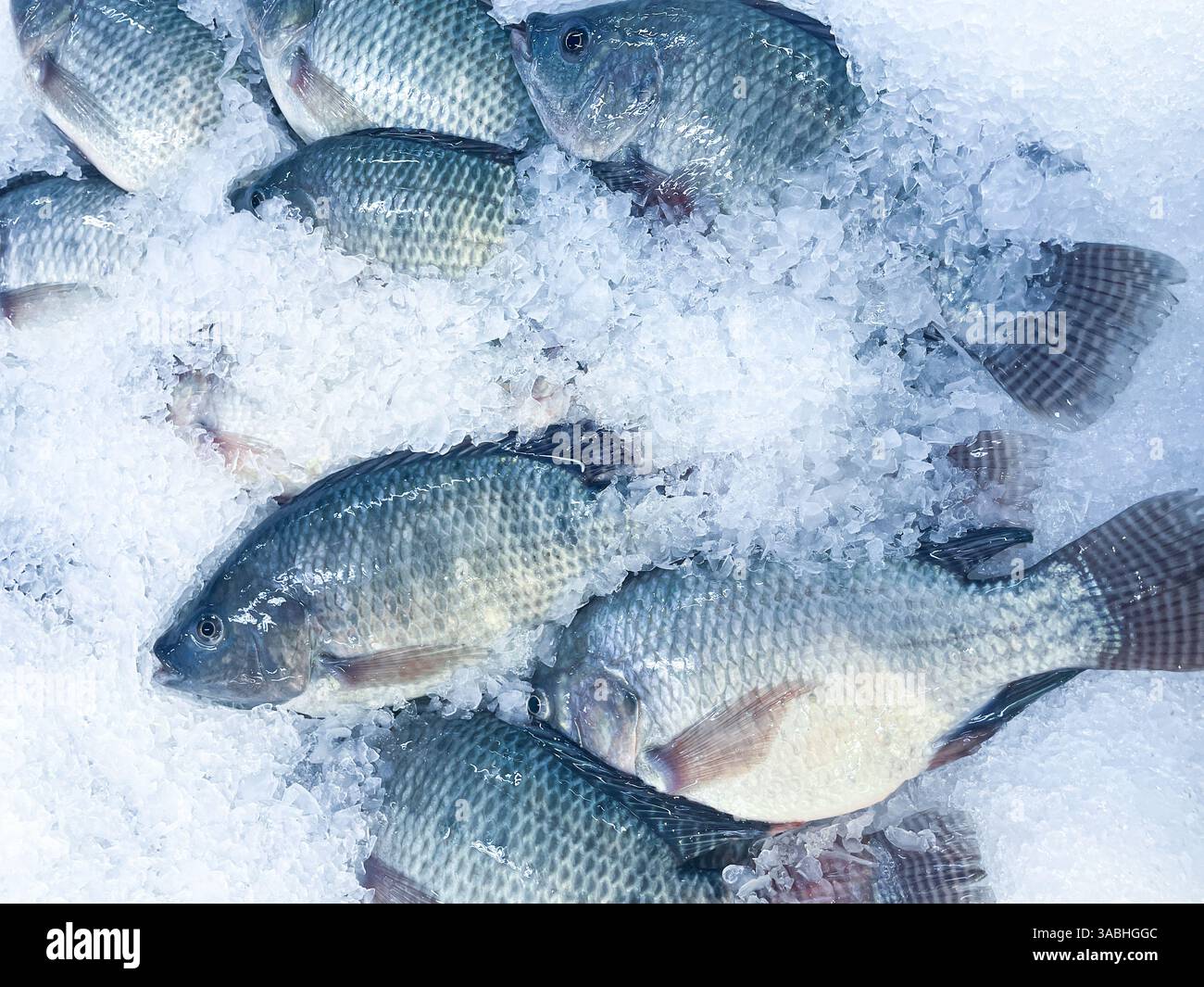 Fresh seafood on crushed ice, close-up. frozen raw sea fish on crushed ice bed in the fishmarket shelf - Smartphone Captured Stock Image