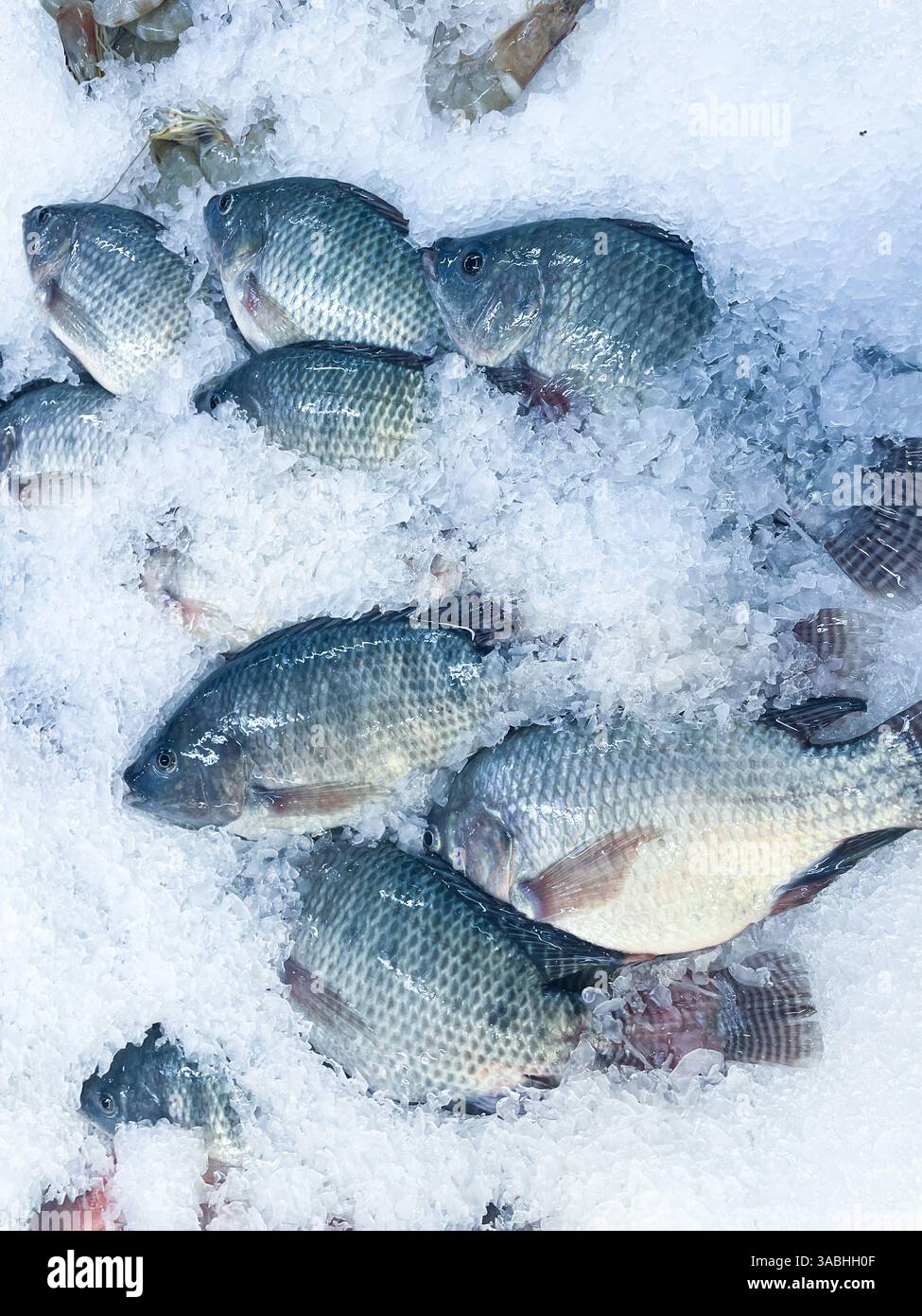 Fresh seafood on crushed ice, close-up. frozen raw sea fish on crushed ice bed in the fishmarket shelf - Smartphone Captured Stock Image