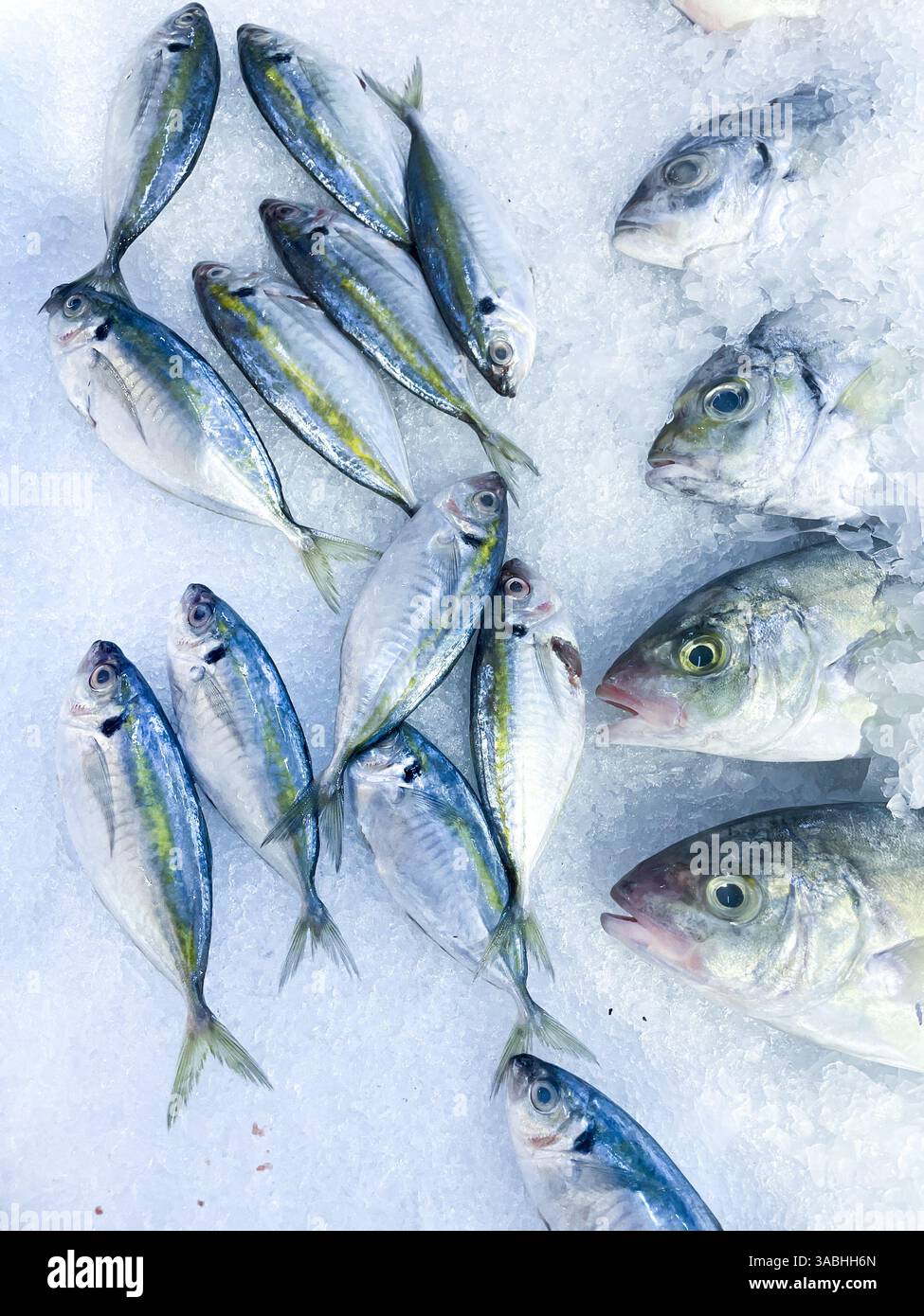 Fresh seafood on crushed ice, close-up. frozen raw sea fish on crushed ice bed in the fishmarket shelf - Smartphone Captured Stock Image
