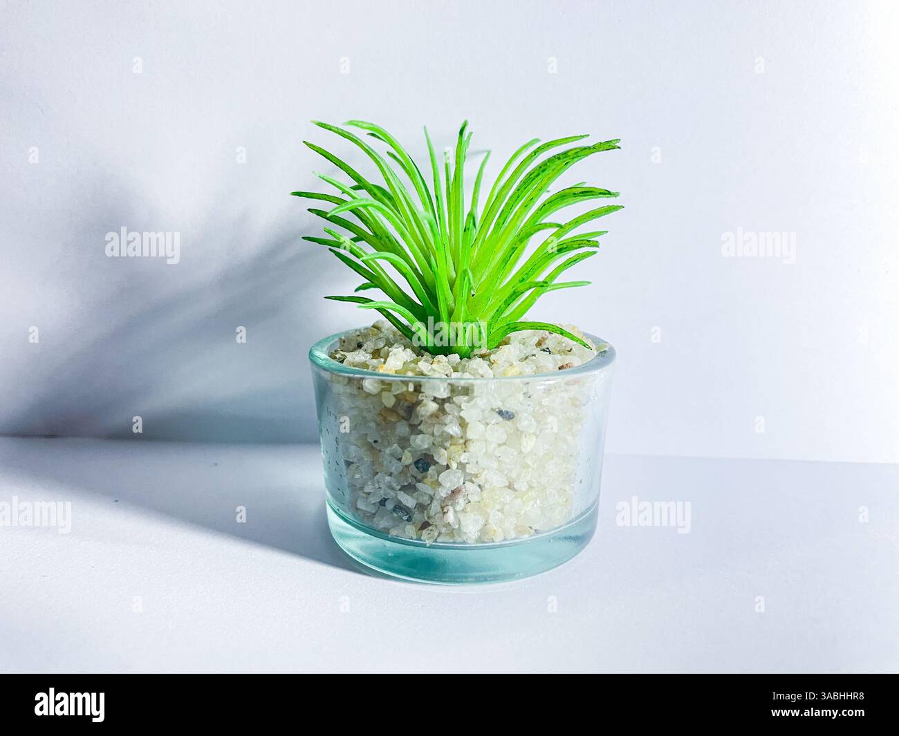 Beautiful artificial plants decorations, faux home tabletop greenery with clear glass pots isolated on white background. - Smartphone Captured Stock Image
