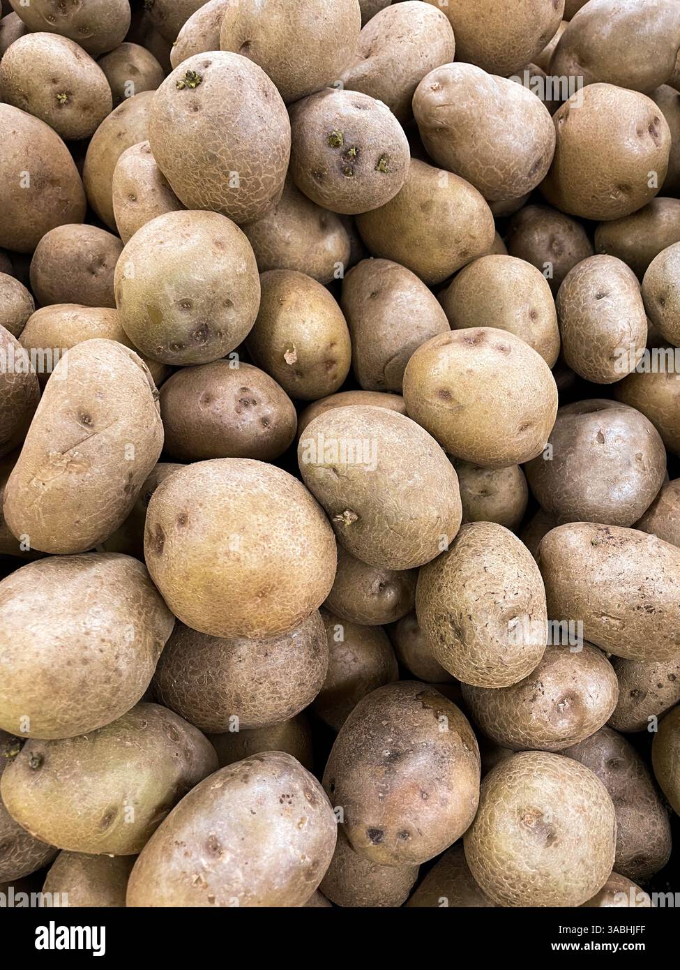 potato background in the market. Harvested Young Fresh organic potatoes with soil - Smartphone Captured Stock Image