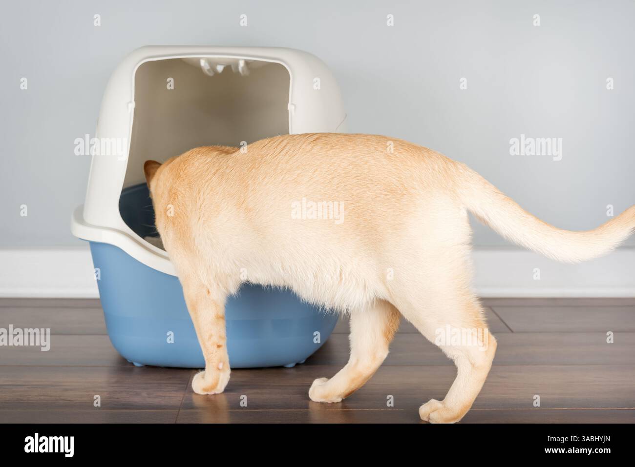 Cute Burmese cat sits near plastic litter tray in room. Concept of pet care, cat hygiene and living with animals in house. Natural light. Stock Photo