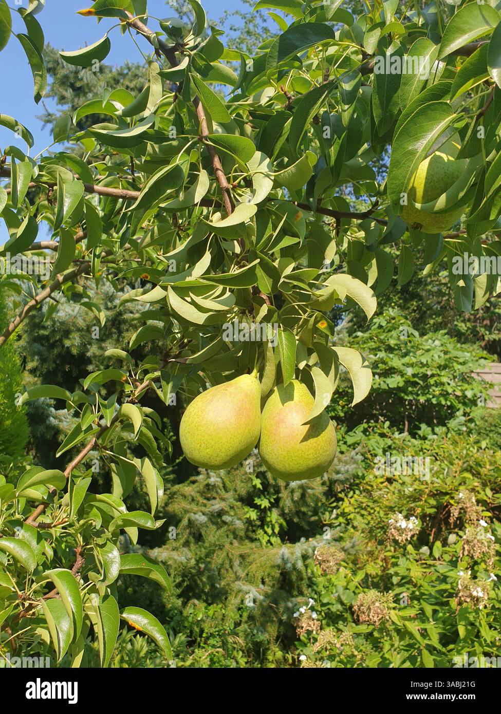 Pears growing in the garden Stock Photo