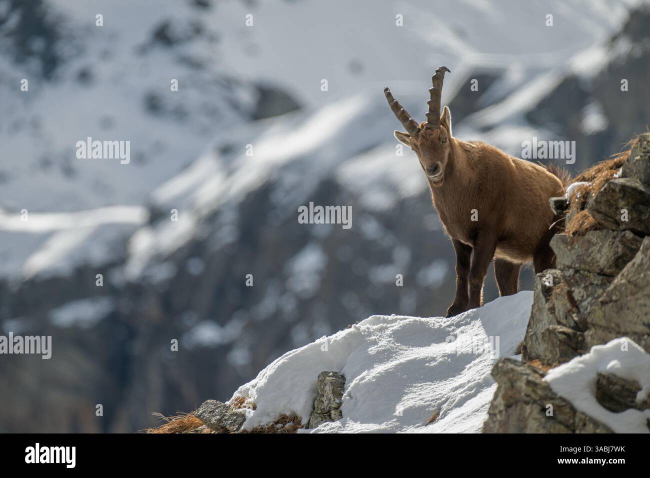 Wide View Of A Majestic Alpine Ibex Capra Ibex Standing On A Snowy Wide View Of A Majestic Alpine Ibex Capra Ibex Standing On A Snowy
