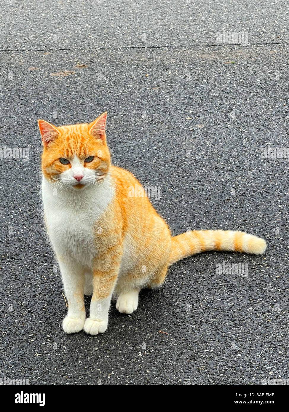Tabby and white cat sitting. - Smartphone Captured Stock Image